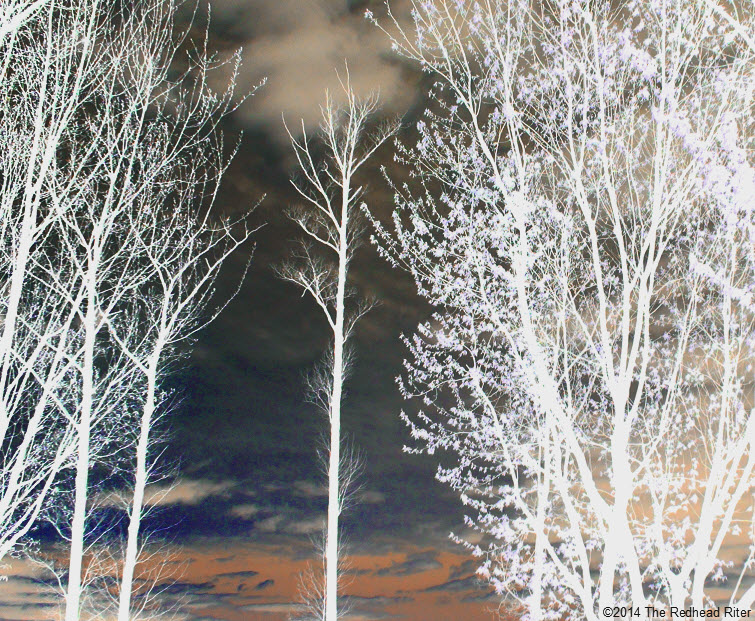 white trees sunset A Series Of Phases And Seasons