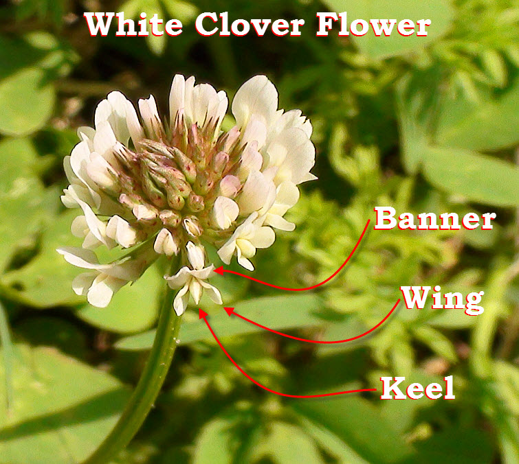 Parts Of White Clover Flower