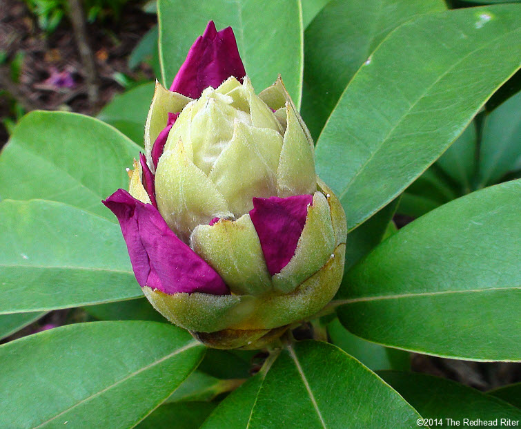 Rhododendrons hot pink flower bud