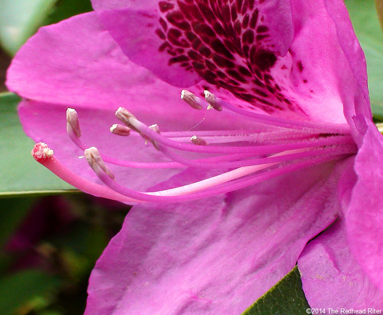 Rhododendrons hot pink flower pollen