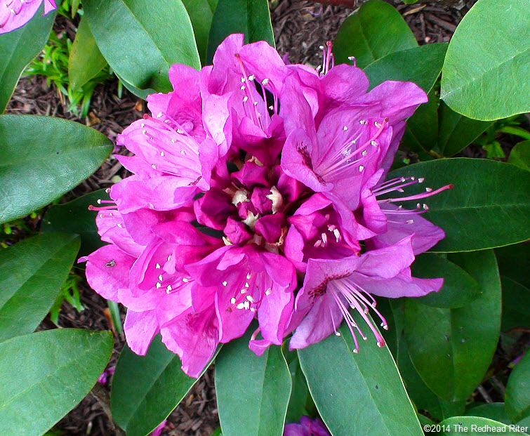 Rhododendrons hot pink flower