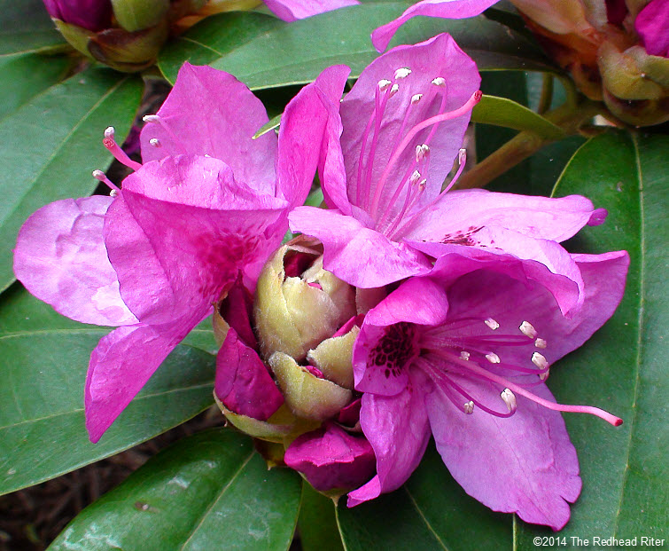 Rhododendrons hot pink flowers