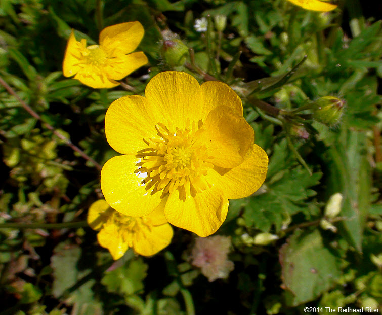 Yellow Buttercup Flowers by Fields Rapeseed Flowers   Richmond Virginia USA