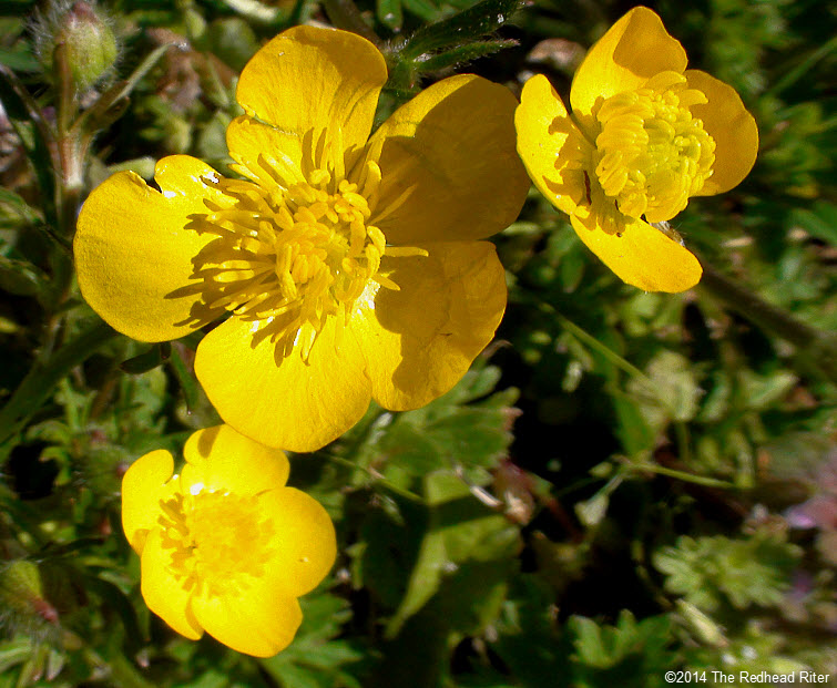 Yellow Buttercup Flowers by Fields Rapeseed Flowers   Richmond Virginia