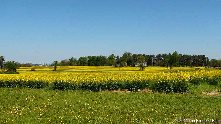 Yellow Field Flowering Rapeseeds Canola Oil Richmond Virginia