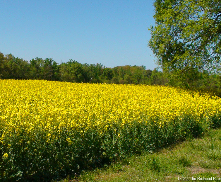 Yellow Fields Flowering Rapeseeds Canola Oil Richmond Virginia