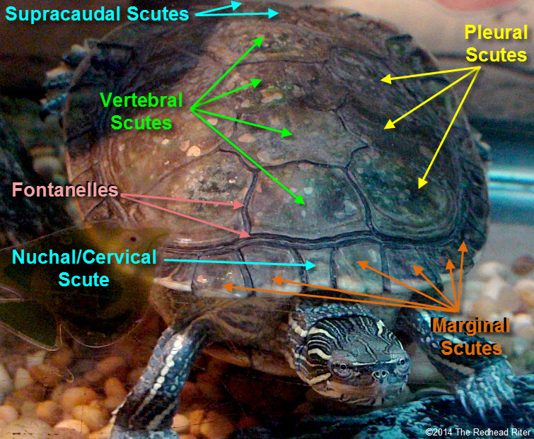 painted turtle shell scutes labeled