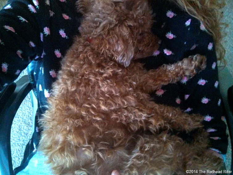 red toy poodle asleep on redhead sherry riter