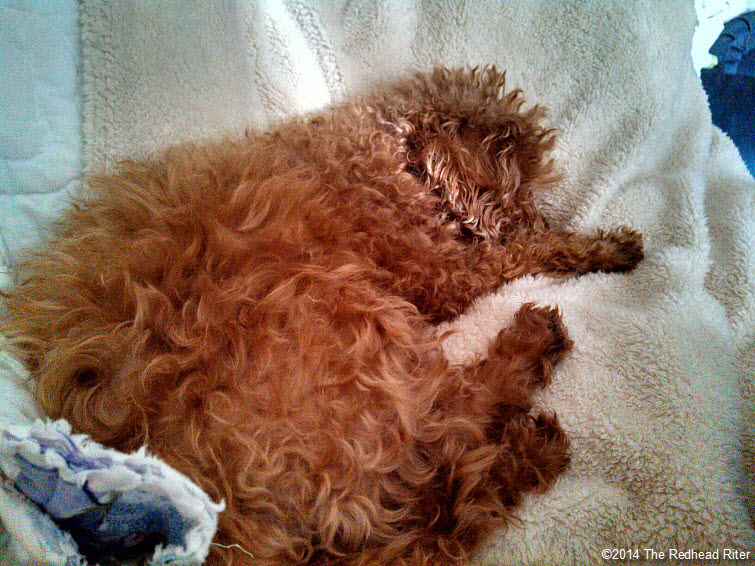 sleeping red toy poodle with redhead sherry riter