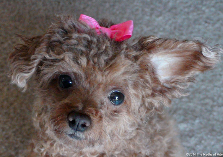 Bella red toy poodle hot pink bow 755