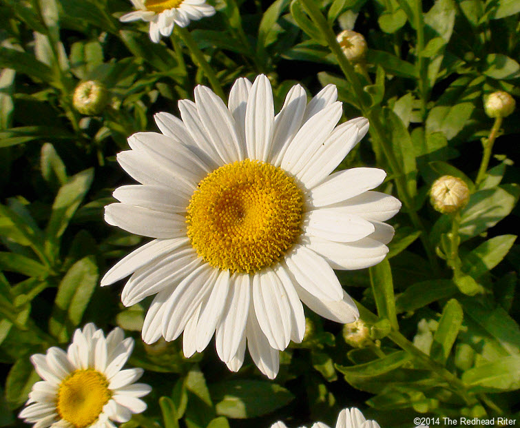 daisy flowers daisies in sunshine 2