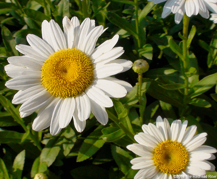daisy flowers daisies in sunshine 3