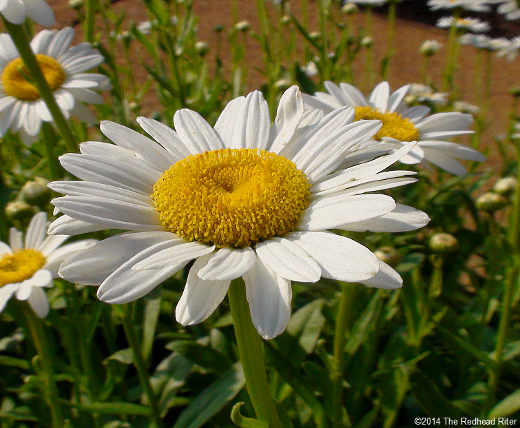 daisy flowers daisies in sunshine 4