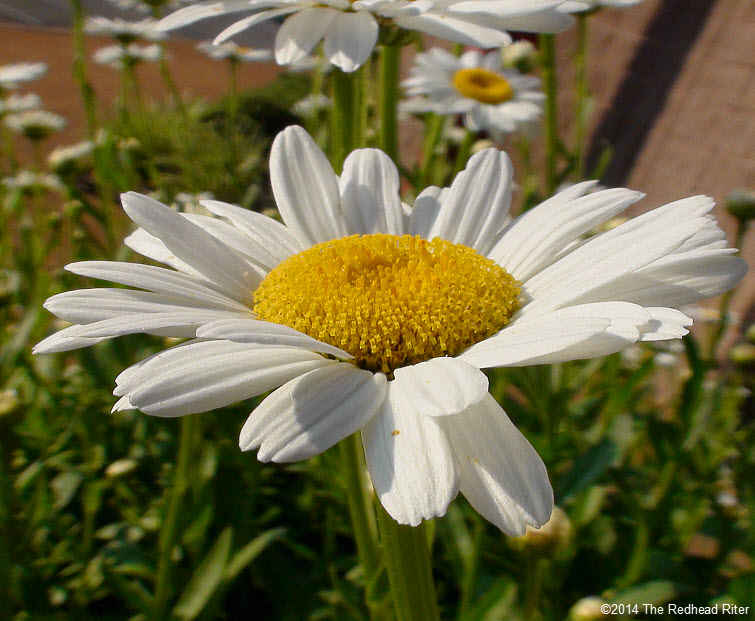 daisy flowers daisies in sunshine 5
