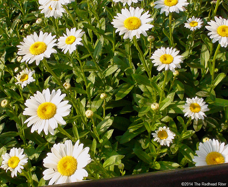 daisy flowers patch daisies in sunshine 1