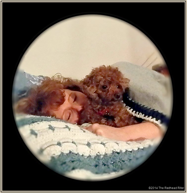 redhead sherry riter sleeping napping with toy poodle bella