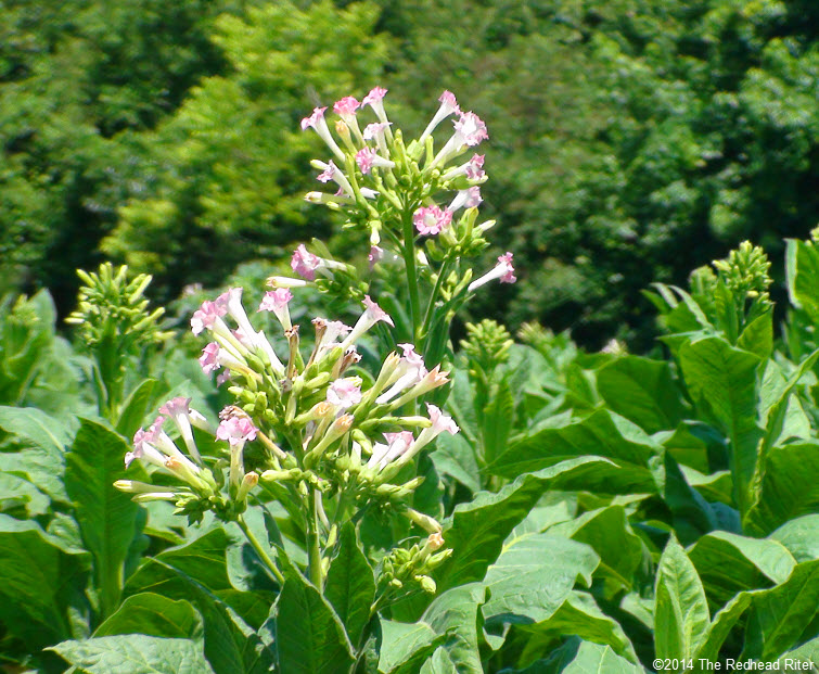 Flowering Tobacco Fields North Carolina closeup