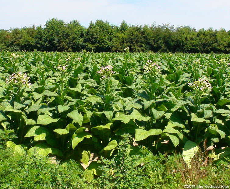 Flowering Tobacco Fields North Carolina