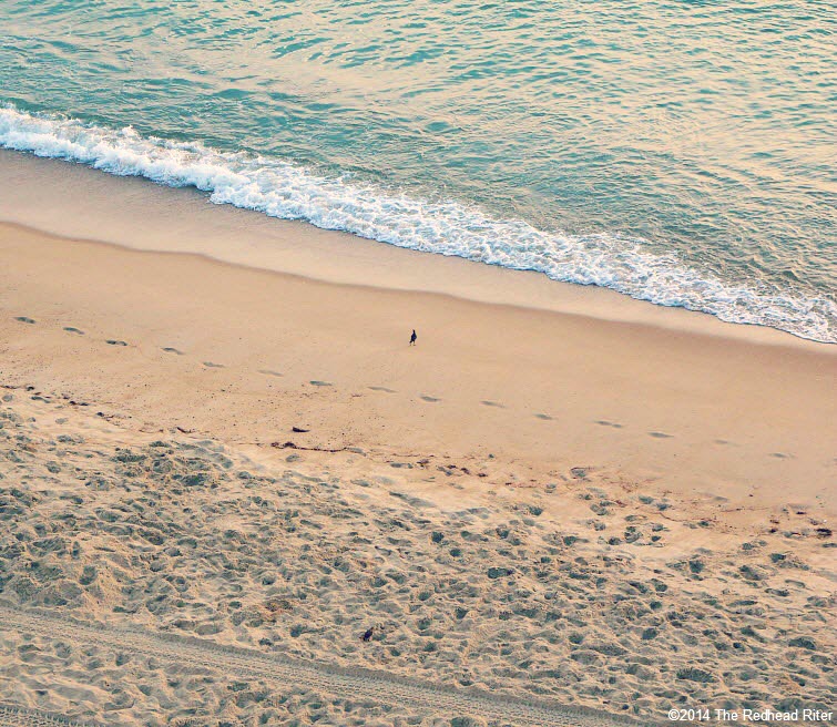 bird on beach ocean waves footprints
