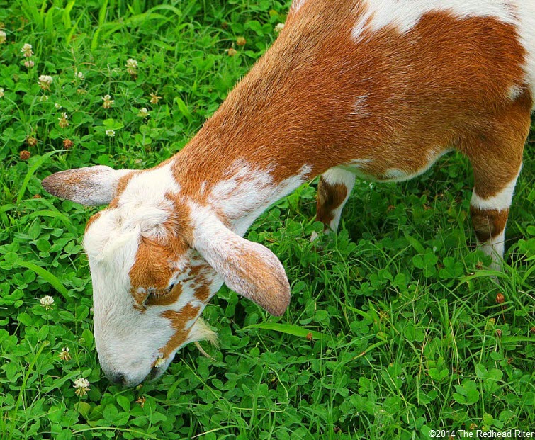 closeup brown goat eating grass Weeping Radish Outer Banks