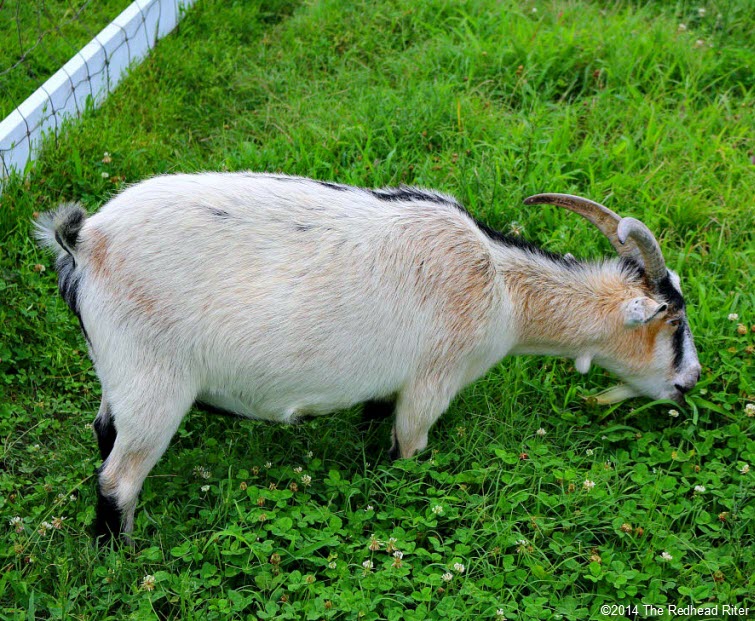 tan goat eating grass Weeping Radish