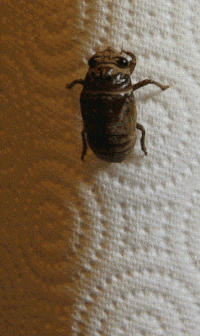 animated cicada molting gif