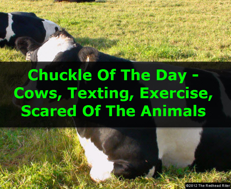 Chuckle Of The Day - Cows, Texting, Exercise, Scared Of The Animals 7 tw