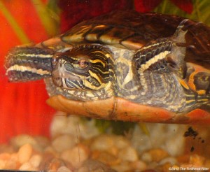 Painted Turtle, Green Alien And Bronze Freckles