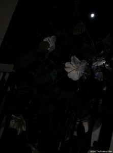 Moonflowers Glow In The Dark