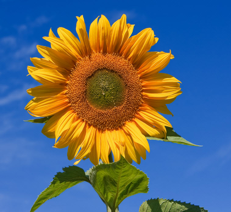 big yellow sunflower seeds leaves blue sky