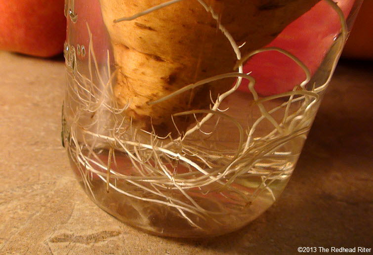 sweet potato in water roots