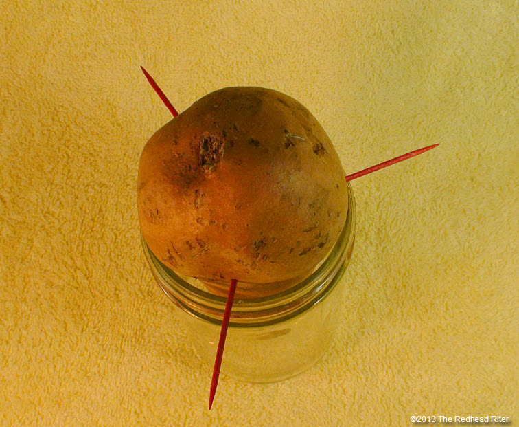 sweet potato jar toothpicks slips