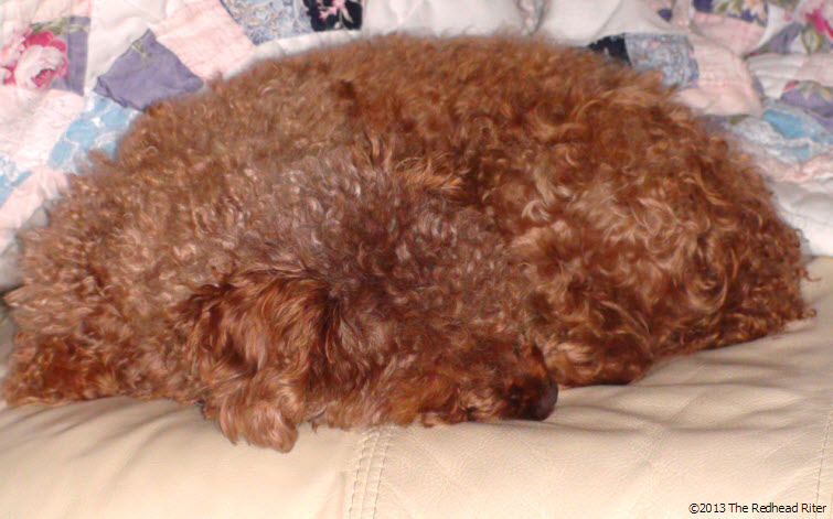 toy red poodle 3 years old