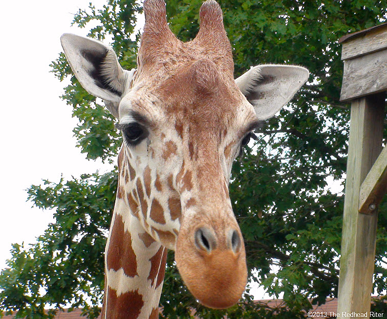Metro Richmond Zoo Giraffe