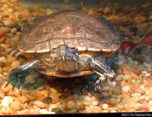 Turtle, The Western Painted Turtle Playing Uno