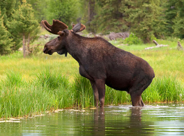 the moose is loose in virginia