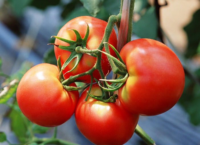 Shoebox And The Tomato Garden