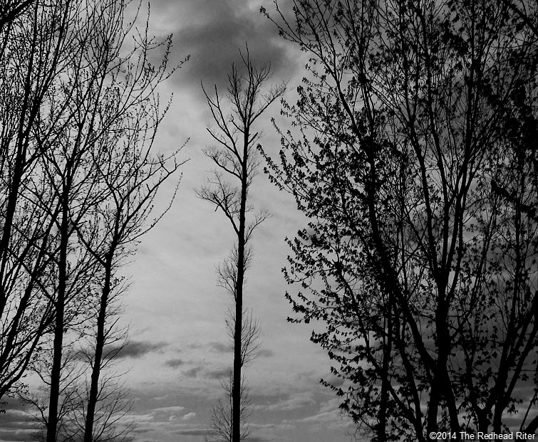black and white trees sunset A Series Of Phases And Seasons