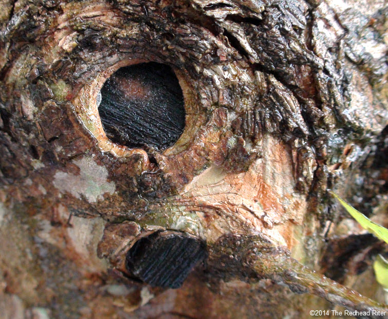 cut tree trunk woundwood bark