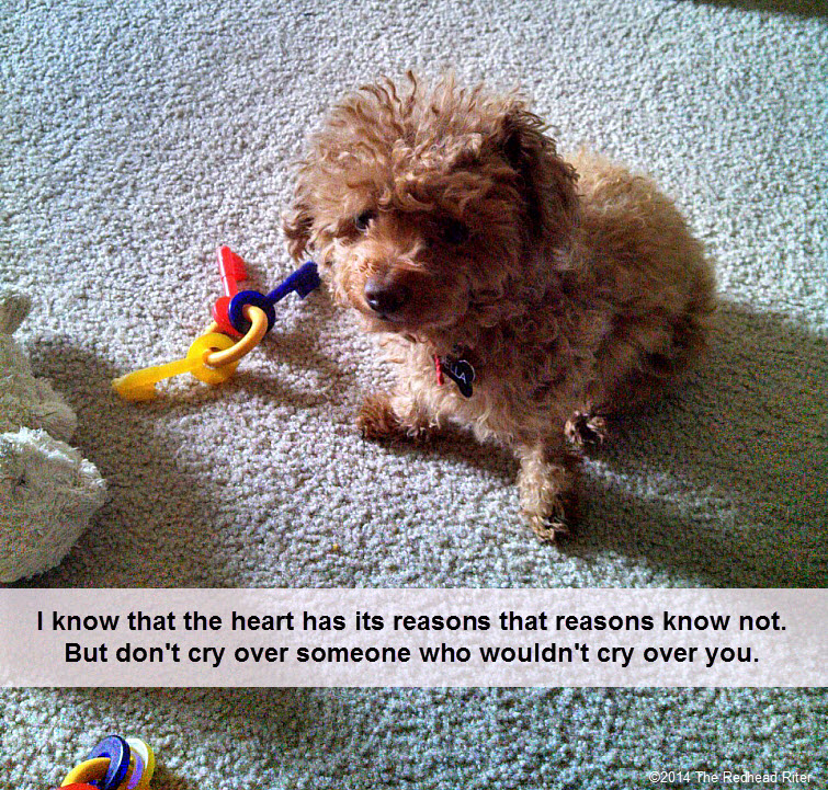 red toy poodle says dont cry over someone who wouldnt cry over you