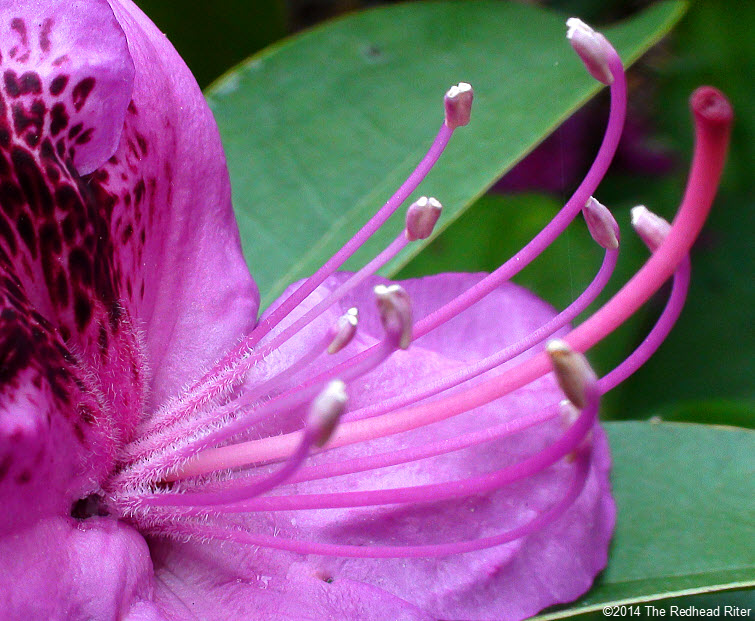 Rhododendrons hot pink flower anthers filaments