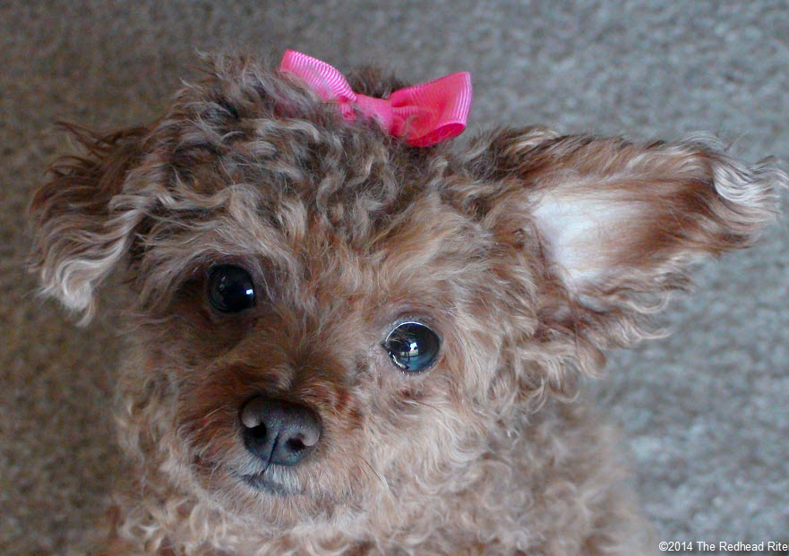 Bella red toy poodle hot pink bow