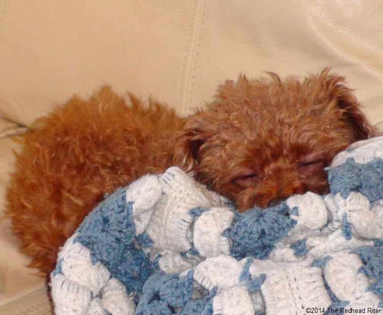 Bella, Red Apricot Toy Poodle